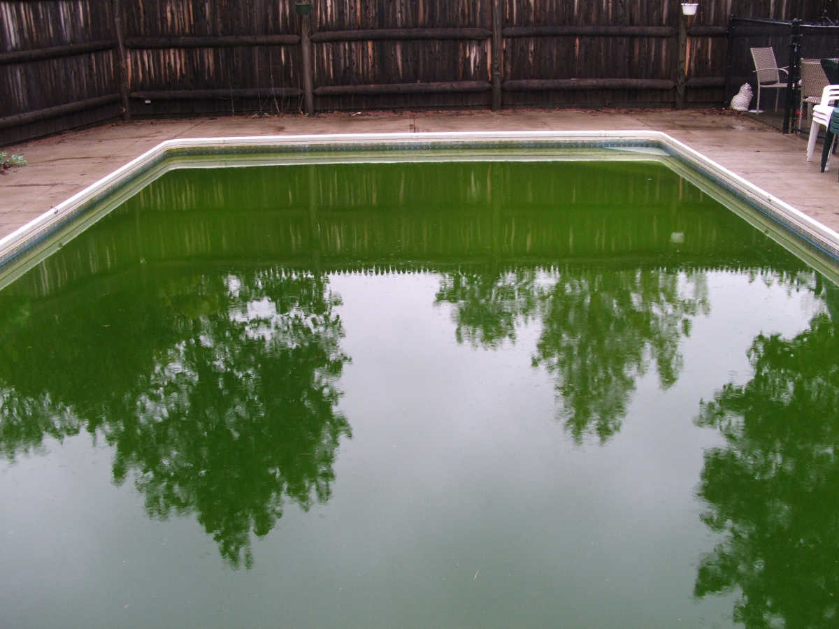 green algae in pool