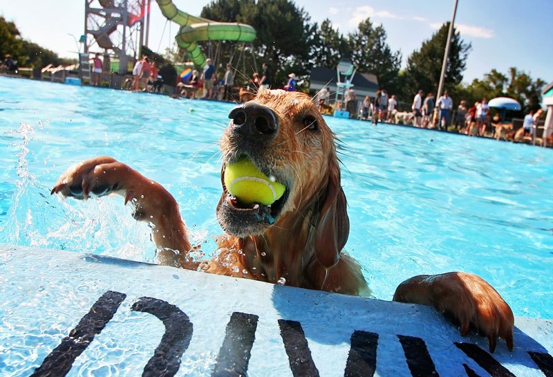 pet pool safety tips