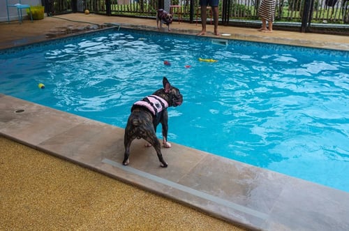 pool safety tips dog life jacket